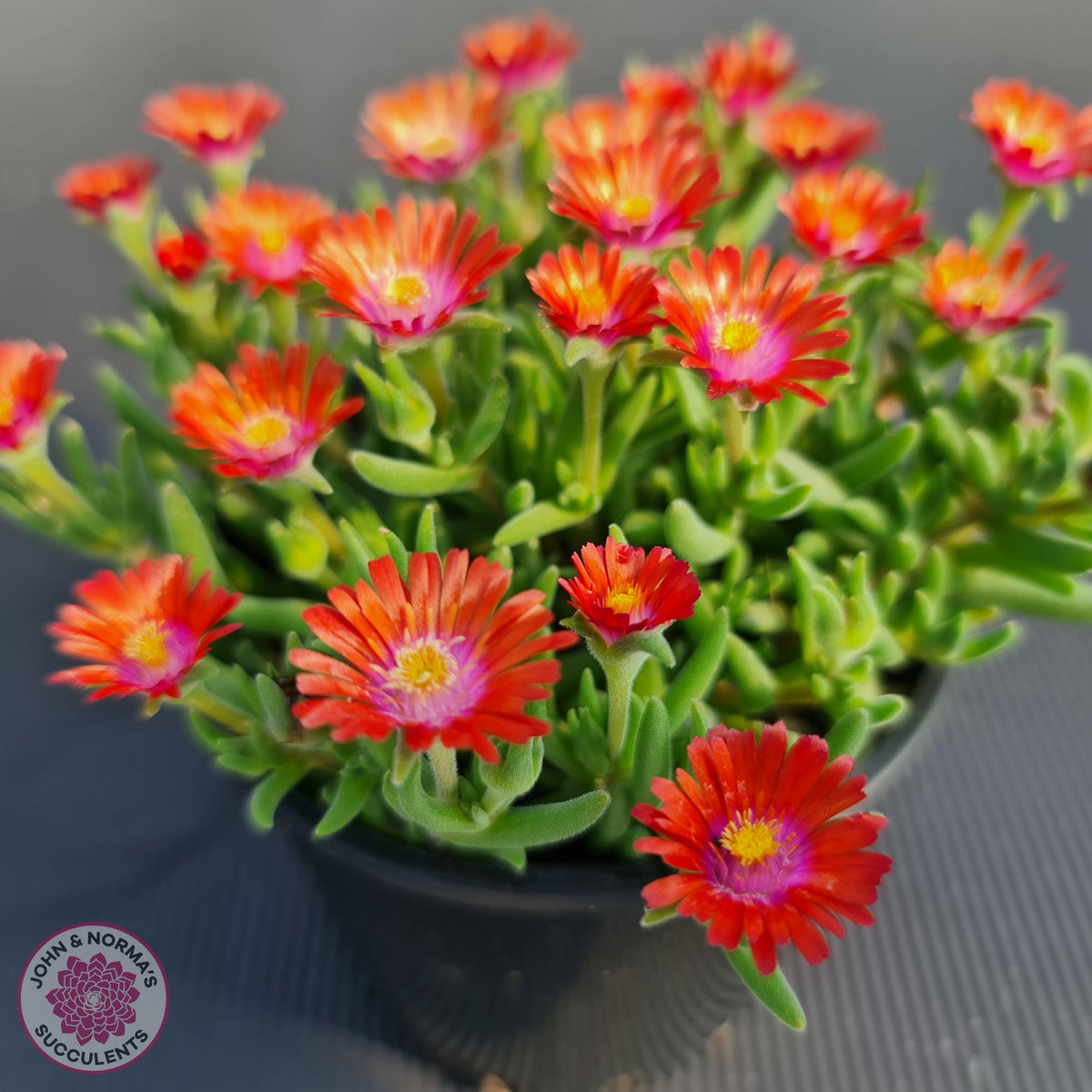 Delosperma Cooperi 'Jewel of the Desert Garnet' (Ice Plant)