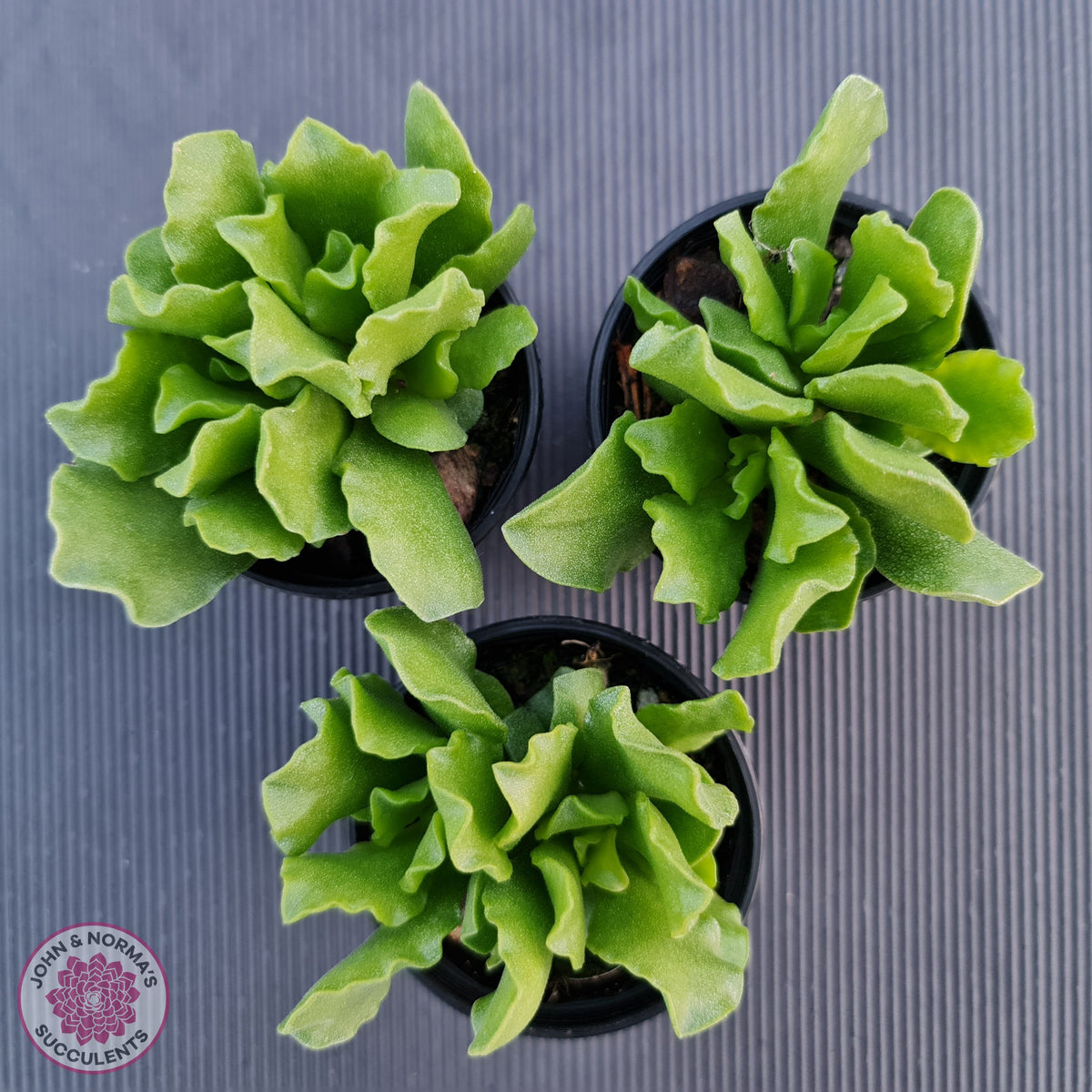 Adromischus Cristatus var. Zeyheri
