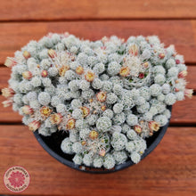 Load image into Gallery viewer, Mammillaria gracilis fragilis (Thimble Cactus) - John & Norma's Succulents