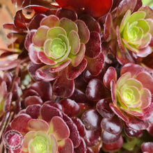 Load image into Gallery viewer, Aeonium 'Blushing Beauty' Cutting - John & Norma's Succulents