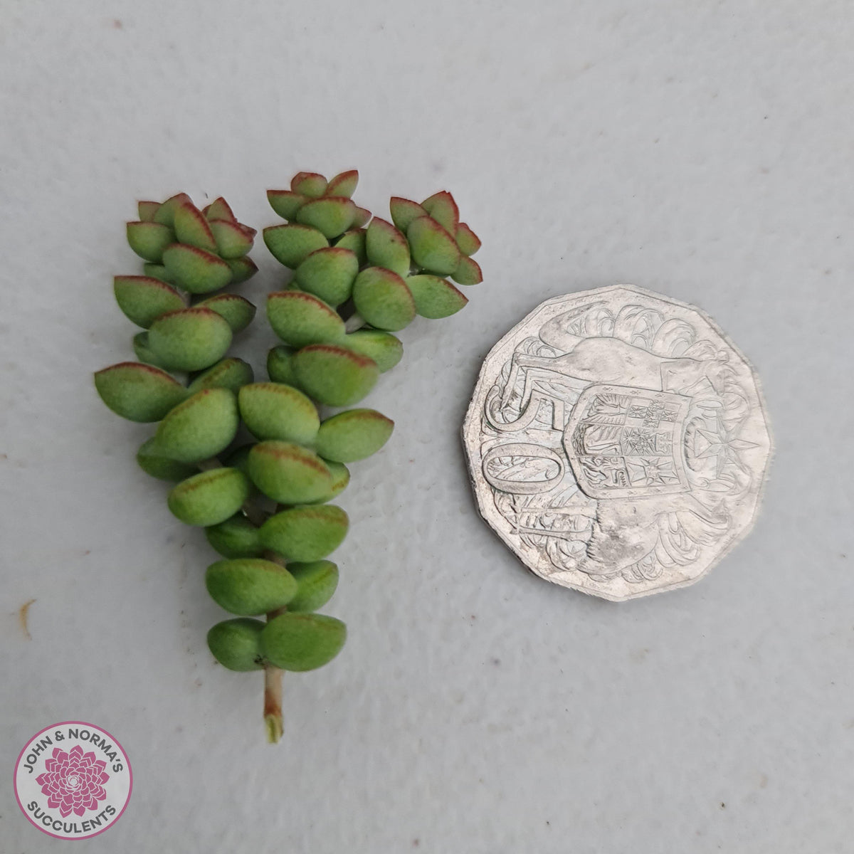 Crassula Tom Thumb - 3 x Cuttings