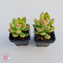 Load image into Gallery viewer, Sedum Golden Goddess - John & Norma's Succulents