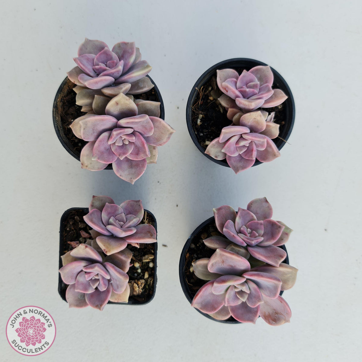 Graptopetalum 'Purple Delight' aka Graptoveria Crystal