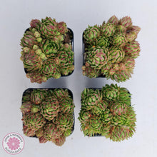 Load image into Gallery viewer, Sempervivum allioni - John & Norma's Succulents