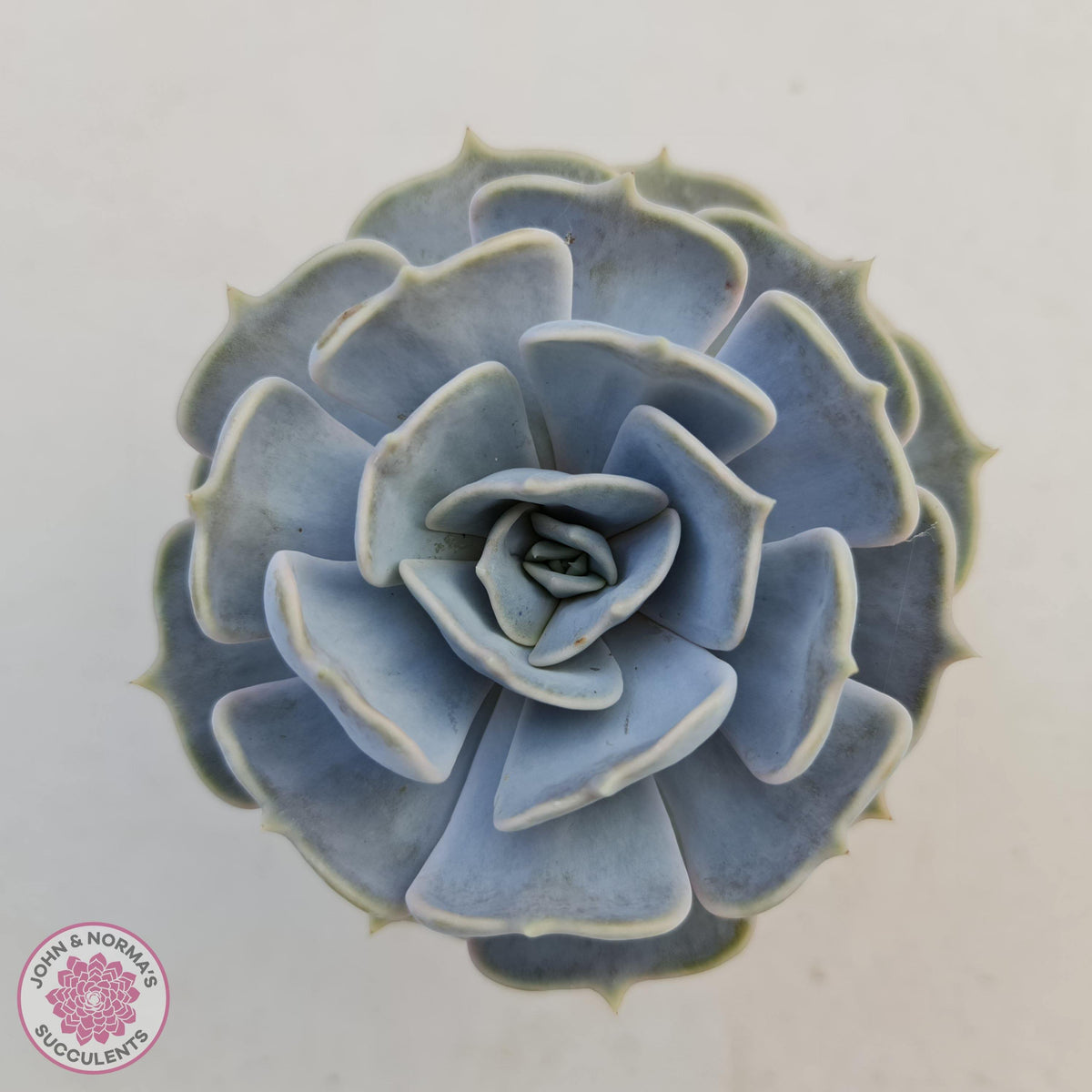 Echeveria Lilacina