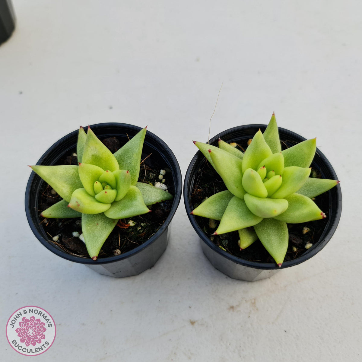 Echeveria agavoides 'Corderoyi' aka 'Aquamarine'