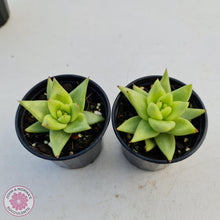 Load image into Gallery viewer, Echeveria Agavoides Corderoyi aka Aquamarine - John & Norma's Succulents