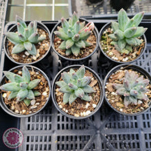 Load image into Gallery viewer, Pachyphytum compactum - John & Norma's Succulents