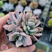 Load image into Gallery viewer, Graptoveria Debbie - Multi Heads - John & Norma's Succulents