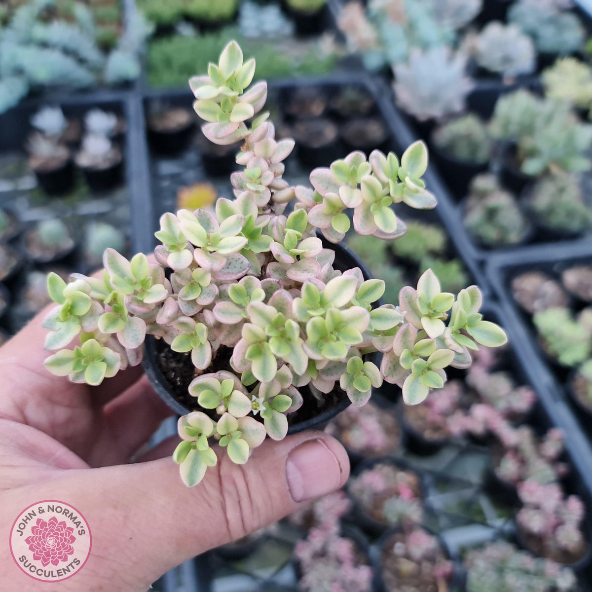 Crassula volkensii variegata