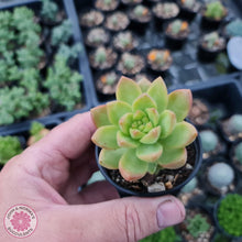 Load image into Gallery viewer, Sedum Golden Goddess - John & Norma's Succulents