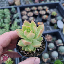 Load image into Gallery viewer, Sedum Golden Goddess - John & Norma's Succulents