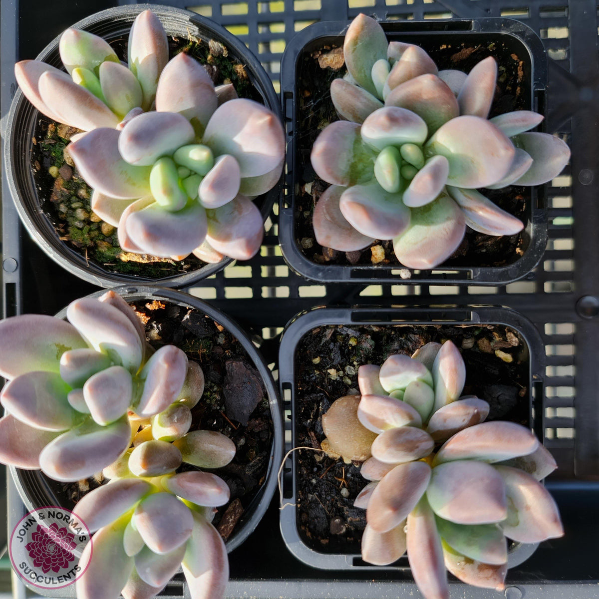 Pachyveria Blue Mist - Multi Heads
