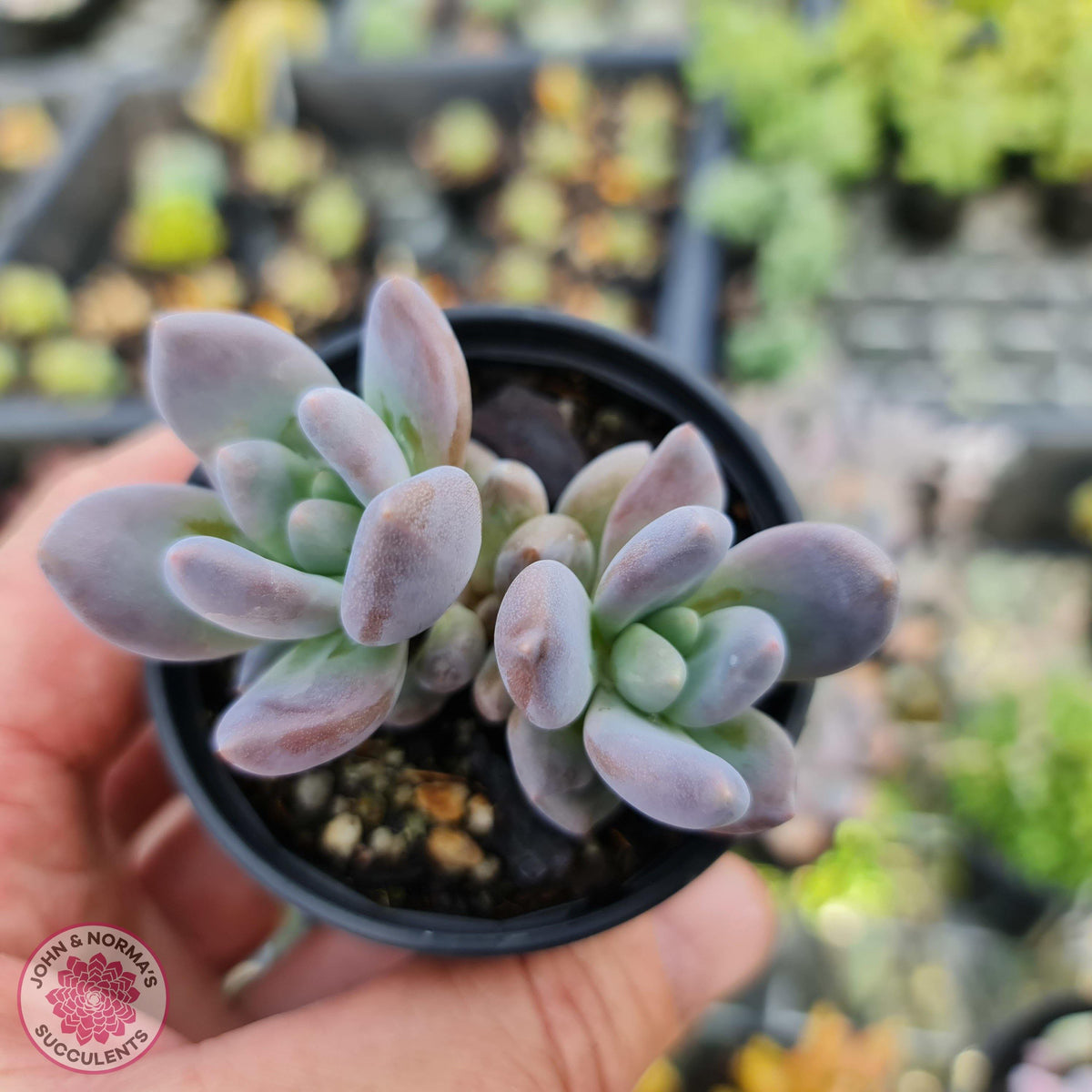 Pachyveria Blue Mist - Multi Heads