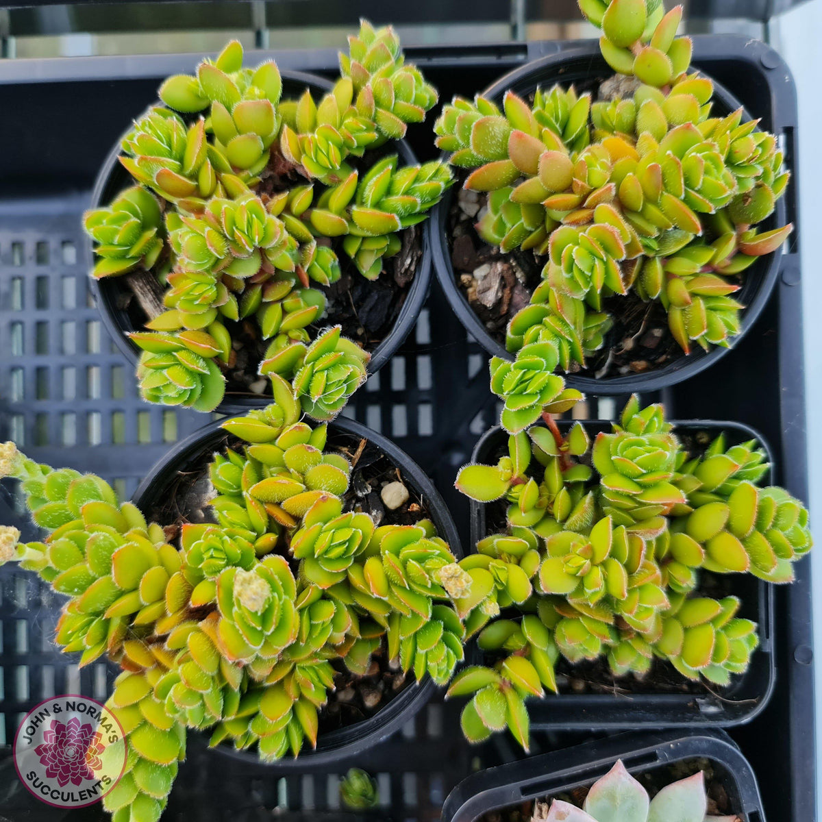 Crassula lanuginosa var. pachystemon 'David'