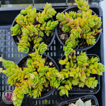 Load image into Gallery viewer, Crassula lanuginosa var. pachystemon &#39;David&#39; - John &amp; Norma&#39;s Succulents
