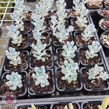Load image into Gallery viewer, Sedum Comic Tom - Small - John & Norma's Succulents