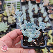 Load image into Gallery viewer, Sedum Comic Tom - Small - John & Norma's Succulents