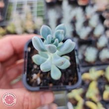 Load image into Gallery viewer, Sedum Comic Tom - Small - John & Norma's Succulents