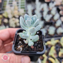 Load image into Gallery viewer, Sedum Comic Tom - Small - John & Norma's Succulents