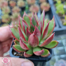 Load image into Gallery viewer, Echeveria Benimusume - John & Norma's Succulents