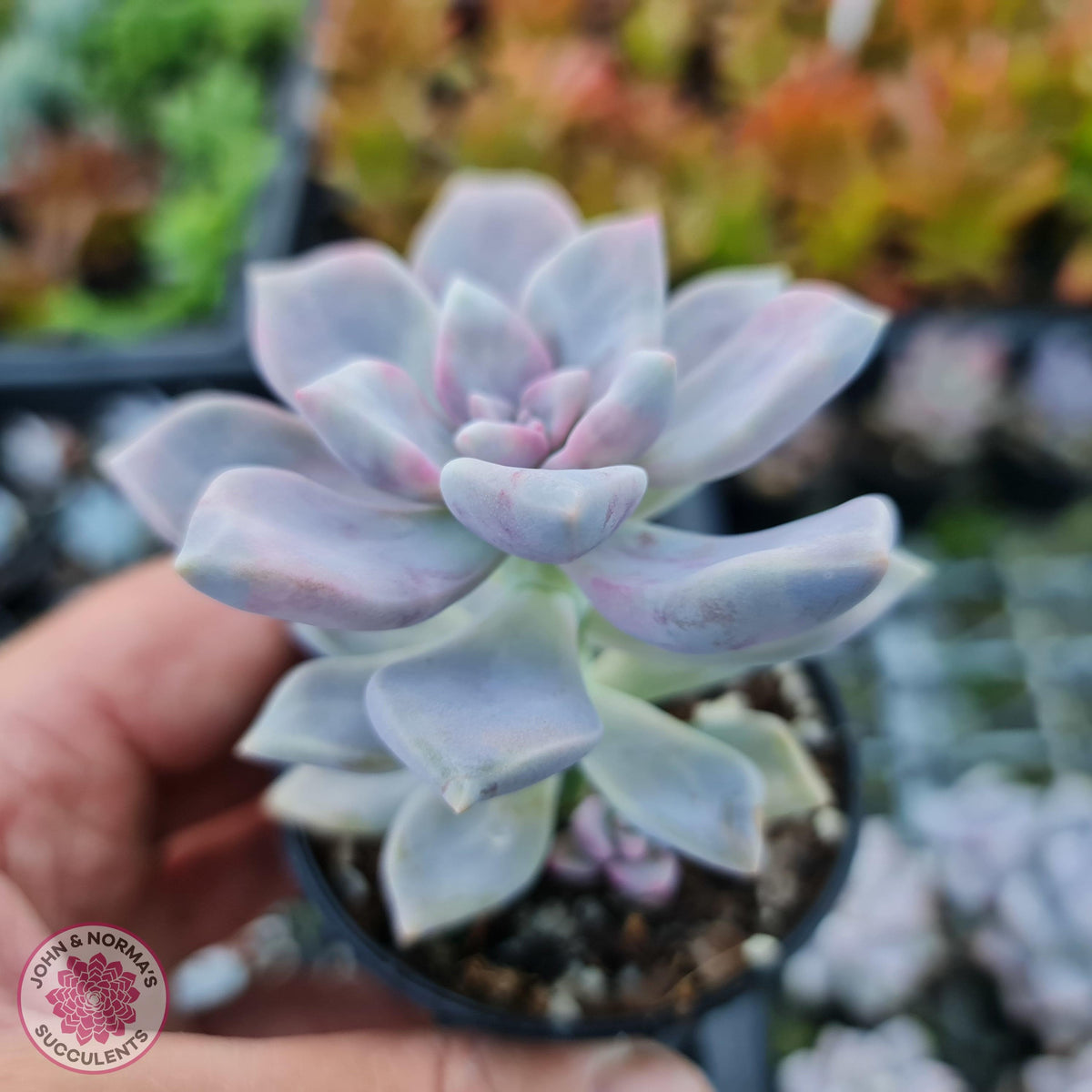 Graptoveria 'Tricolour'