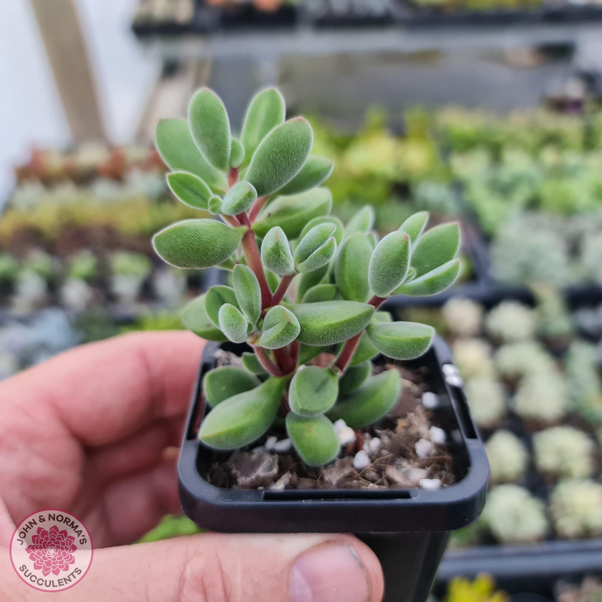 Crassula rogersii 'Green Bobbles'
