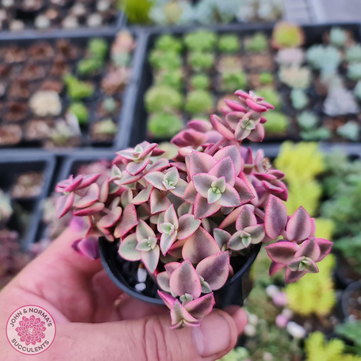 Crassula pellucida Isabella 'Variegata'