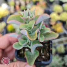 Load image into Gallery viewer, Crassula cordata - John & Norma's Succulents