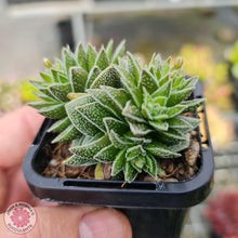 Load image into Gallery viewer, Crassula Frosty - John & Norma's Succulents