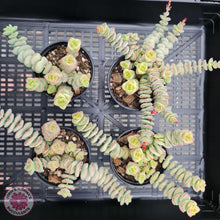 Load image into Gallery viewer, Crassula perforata - mini weeping form - John & Norma's Succulents