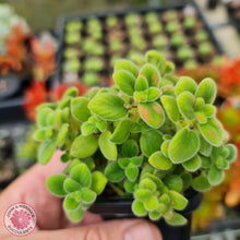 Load image into Gallery viewer, Streptocarpus caulescens (dwarf form) - John & Norma's Succulents