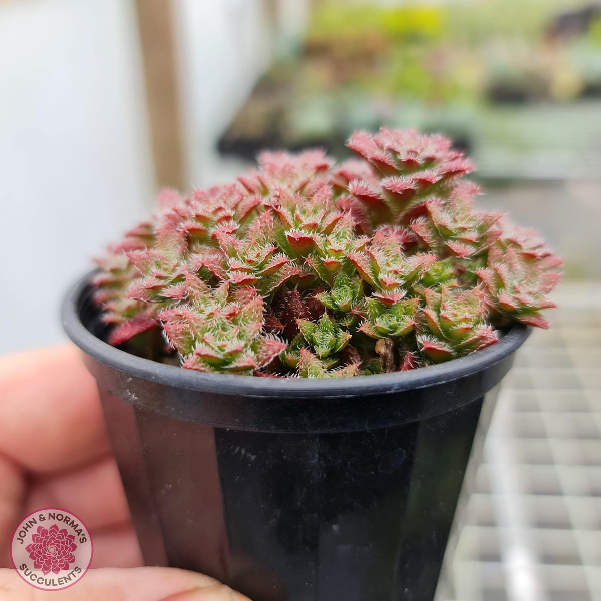Crassula setulosa v transvaal drakensberg