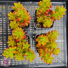 Load image into Gallery viewer, Sedum Rubrotinctum - John & Norma's Succulents