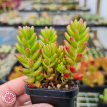 Load image into Gallery viewer, Sedum Rubrotinctum - John & Norma's Succulents