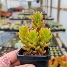 Load image into Gallery viewer, Sedum Rubrotinctum - John & Norma's Succulents