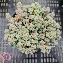 Load image into Gallery viewer, Sedum dasyphyllum Minor - John & Norma's Succulents
