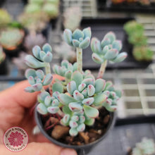 Load image into Gallery viewer, Sedum Comic Tom - Multi Heads - John & Norma's Succulents