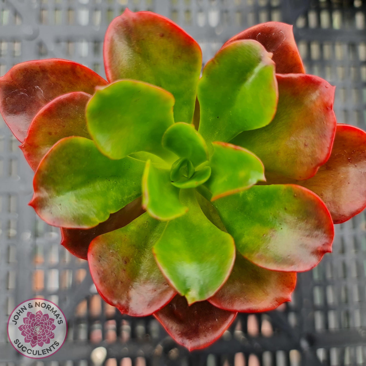 Echeveria multicaulis lipstick