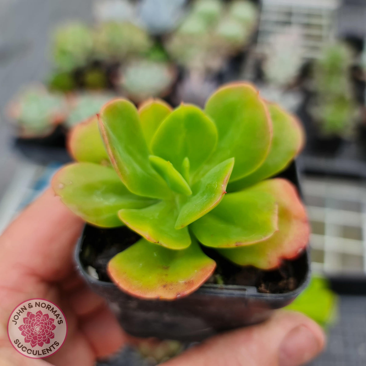 Echeveria Ginmei-Tennyo