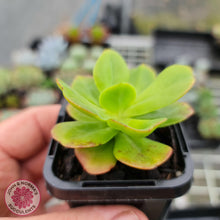 Load image into Gallery viewer, Echeveria Ginmei-Tennyo - John & Norma's Succulents