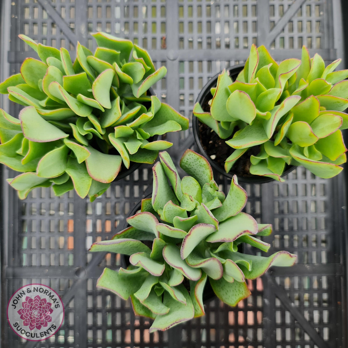 Crassula ovata undulata 'Ripple Jade'