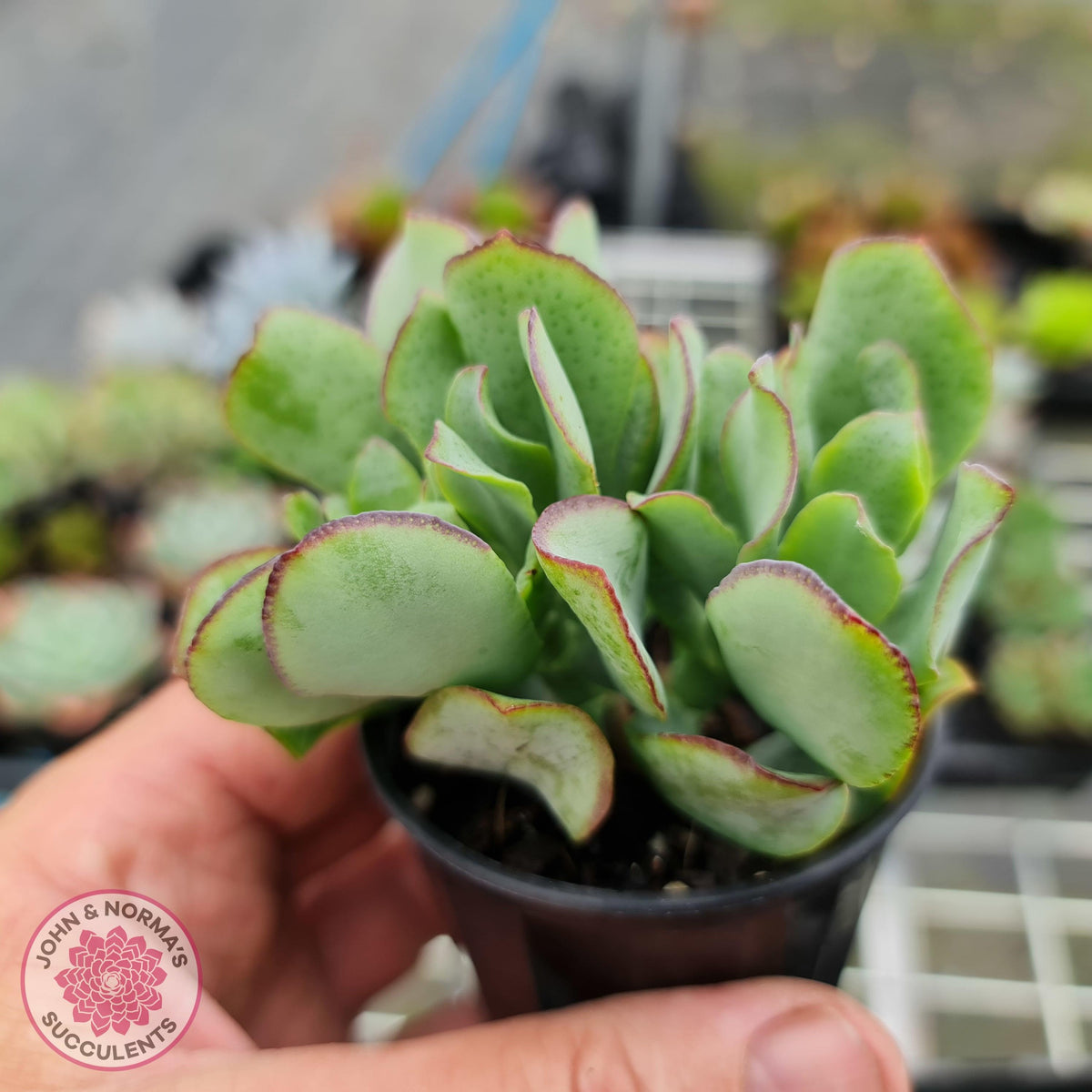 Crassula ovata undulata 'Ripple Jade'