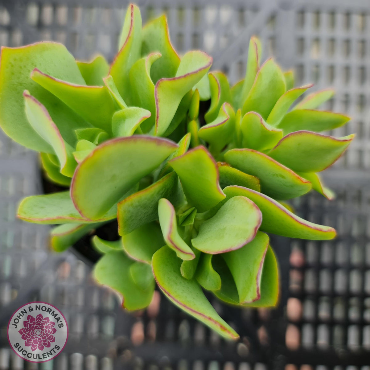 Crassula ovata undulata 'Ripple Jade'