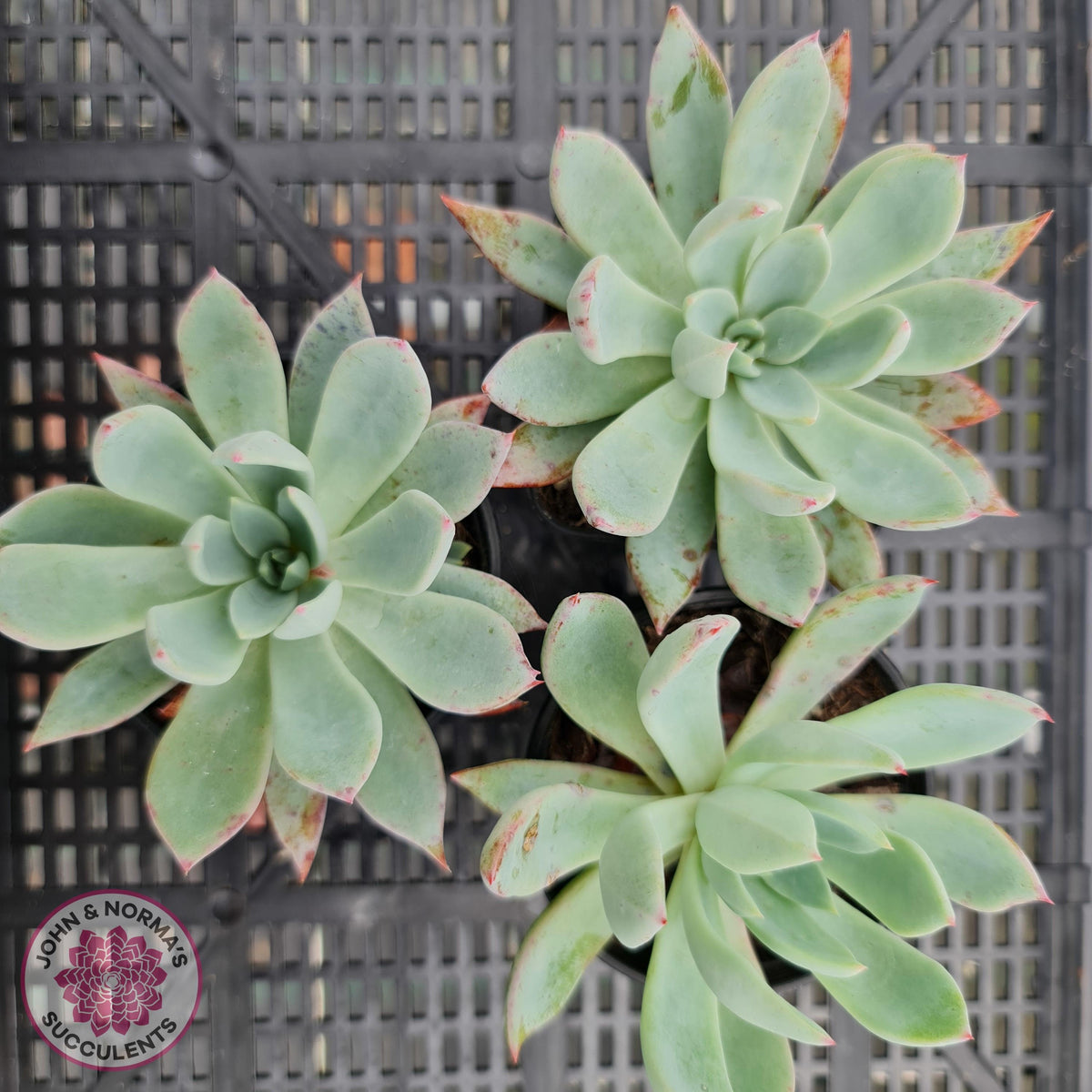 Echeveria 'Cleone'