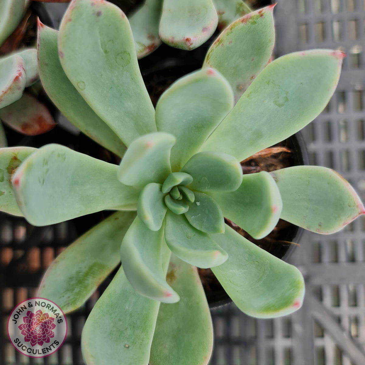 Echeveria 'Cleone'