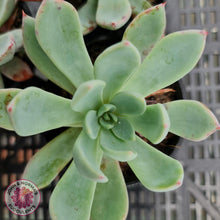 Load image into Gallery viewer, Echeveria Cleone - John & Norma's Succulents
