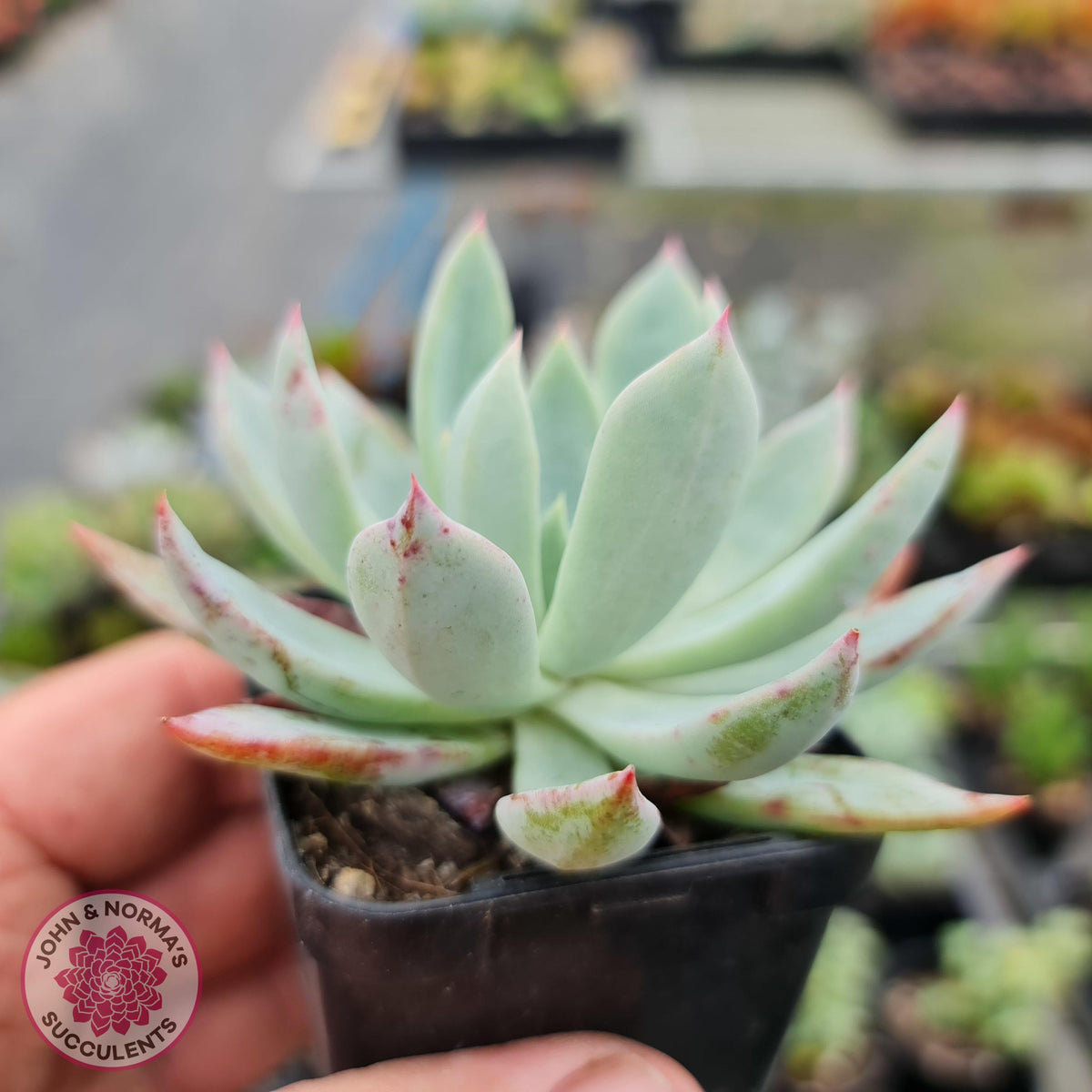 Echeveria 'Cleone'