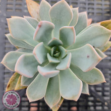 Load image into Gallery viewer, Echeveria Prunella - John & Norma's Succulents