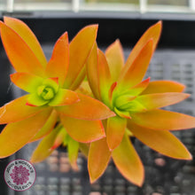 Load image into Gallery viewer, Crassula Capitella Campfire - John & Norma's Succulents